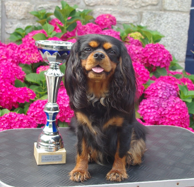 Danna des Elfes Noroit - 1 er Excellent + RCACS