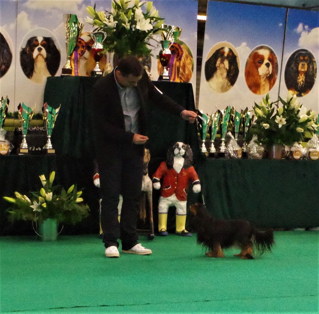 Danna des Elfes Noroit - 2 ème Excellent classe veteran NE