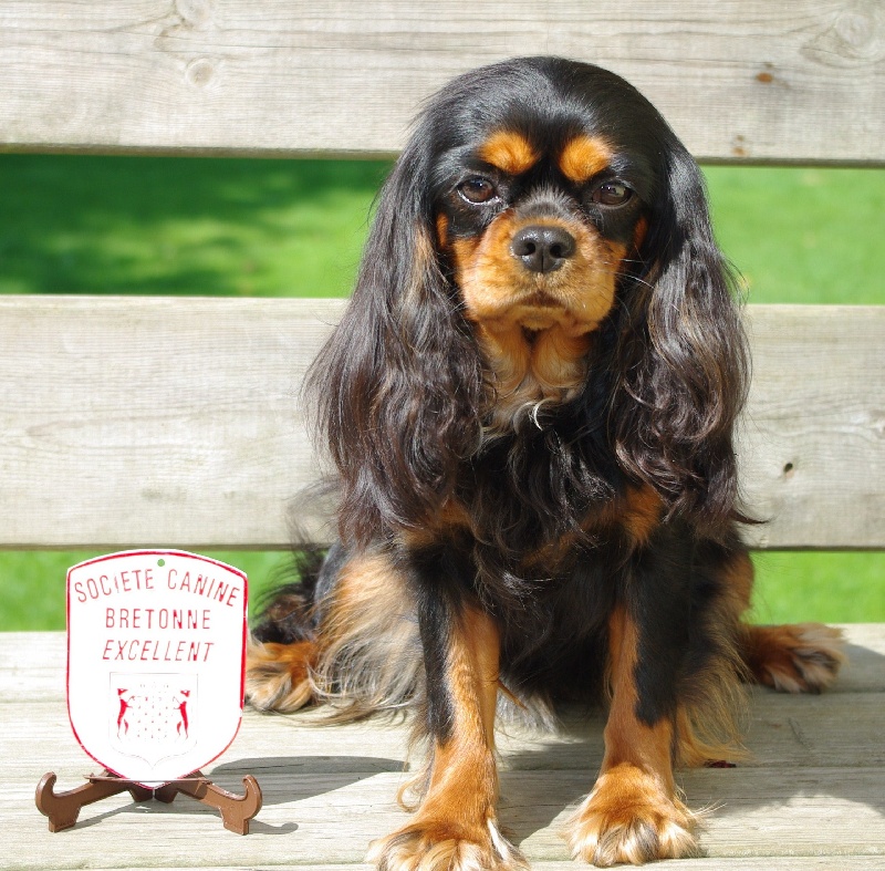 Danna des Elfes Noroit - Excellent classé 2 ème en classe intermédiaire