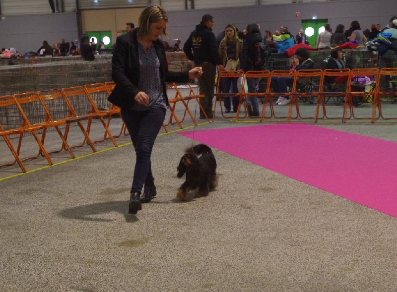 Danna des Elfes Noroit - 1ère Excllent classe vétéran