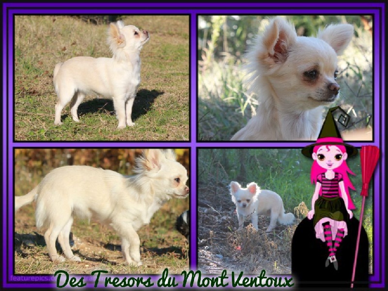 Leony precious pearl des Tresors du Mont Ventoux