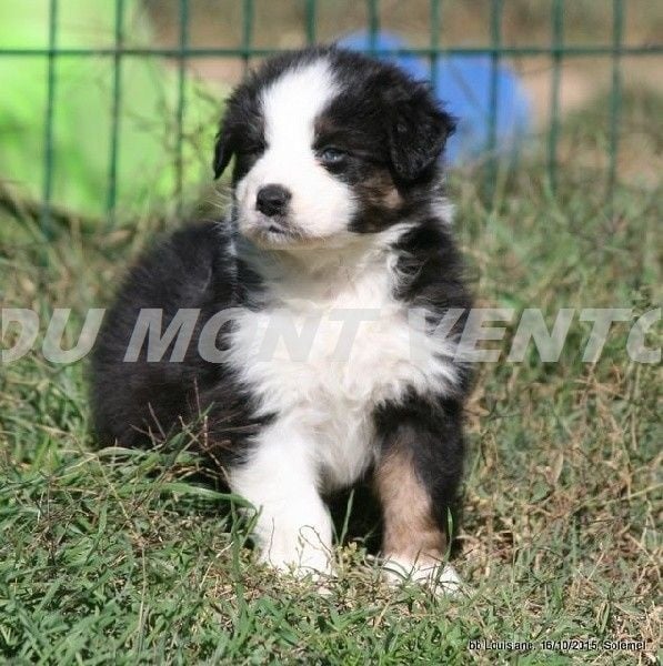 Publication : des Tresors du Mont Ventoux