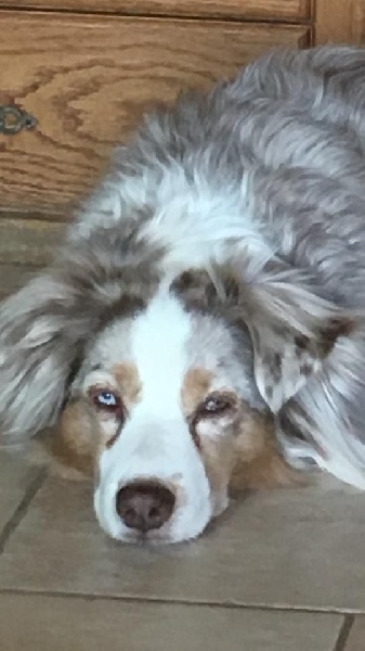 Publication : des Tresors du Mont Ventoux Auteur : VANESSA GROSSEMY