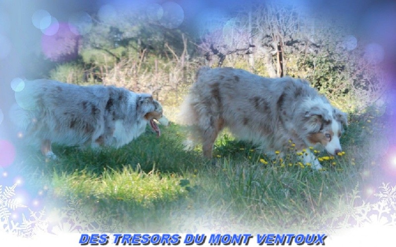 Publication : des Tresors du Mont Ventoux Auteur : VANESSA GROSSEMY