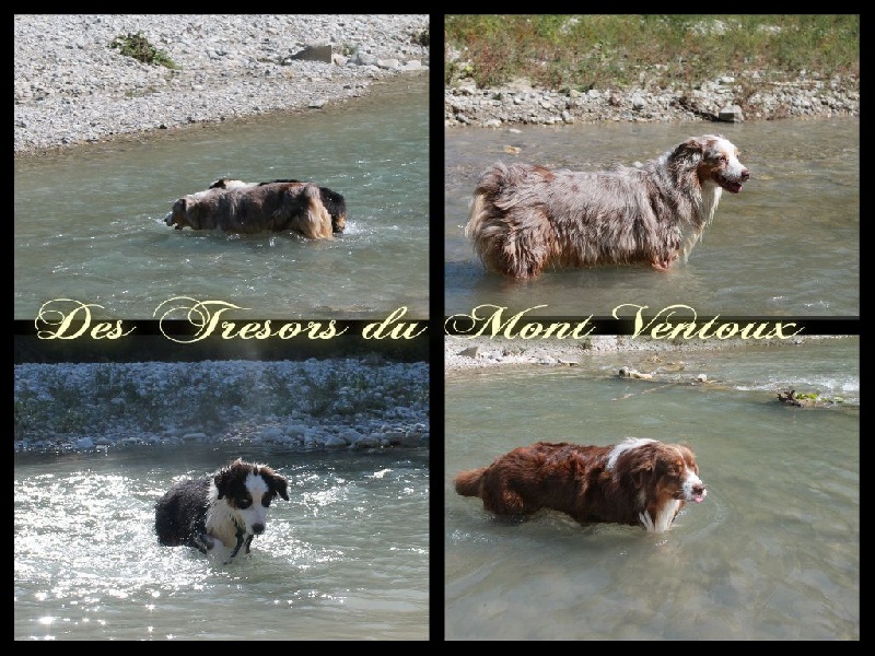 Publication : des Tresors du Mont Ventoux Auteur : VANESSA GROSSEMY