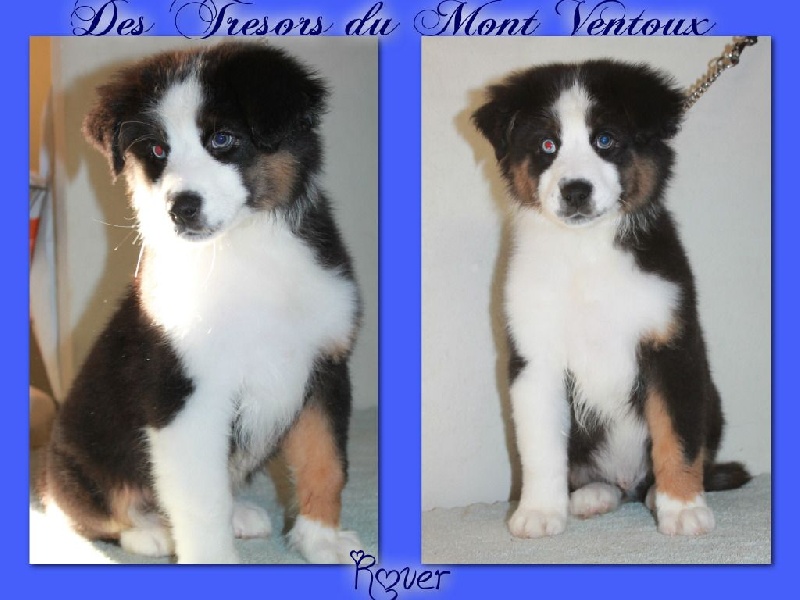 Publication : des Tresors du Mont Ventoux