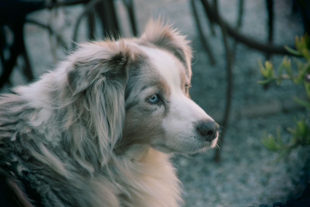 Publication : des Tresors du Mont Ventoux Auteur : VANESSA GROSSEMY