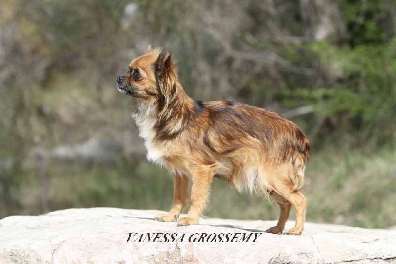 Publication : des Tresors du Mont Ventoux Auteur : VANESSA GROSSEMY