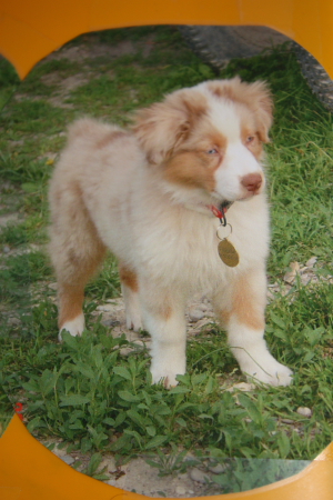 Publication : des Tresors du Mont Ventoux Auteur : VANESSA GROSSEMY