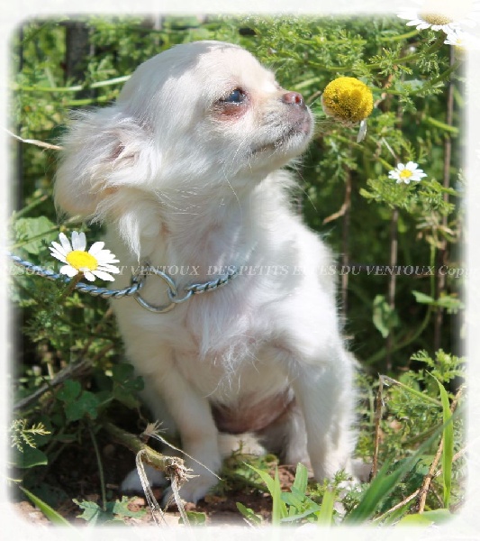 Leony precious pearl des Tresors du Mont Ventoux