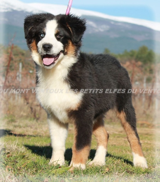 Publication : des Tresors du Mont Ventoux