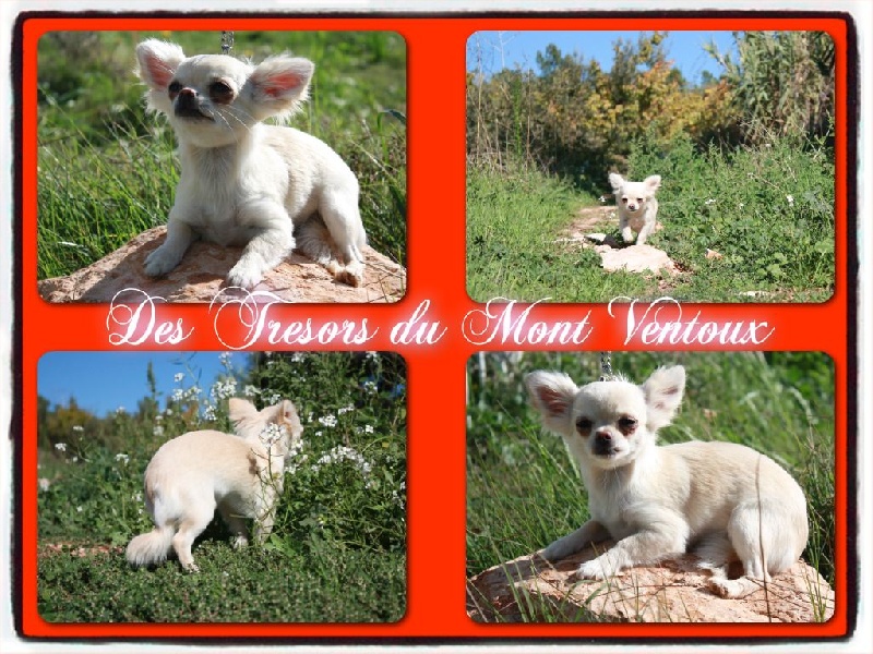 Leony precious pearl des Tresors du Mont Ventoux