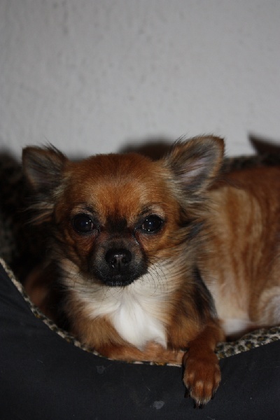 Publication : des Tresors du Mont Ventoux Auteur : VANESSA GROSSEMY