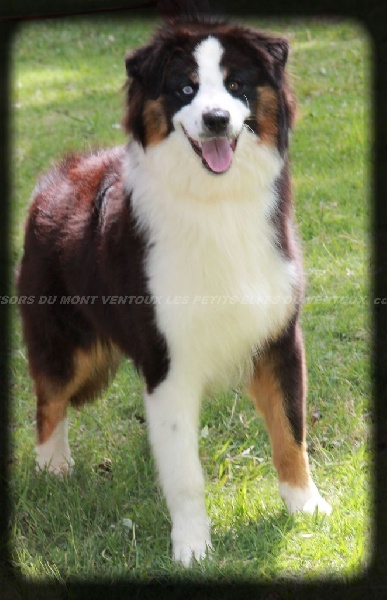 Publication : des Tresors du Mont Ventoux