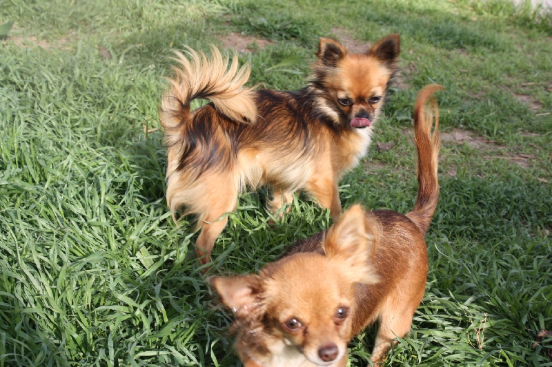 Publication : des Tresors du Mont Ventoux Auteur : VANESSA GROSSEMY