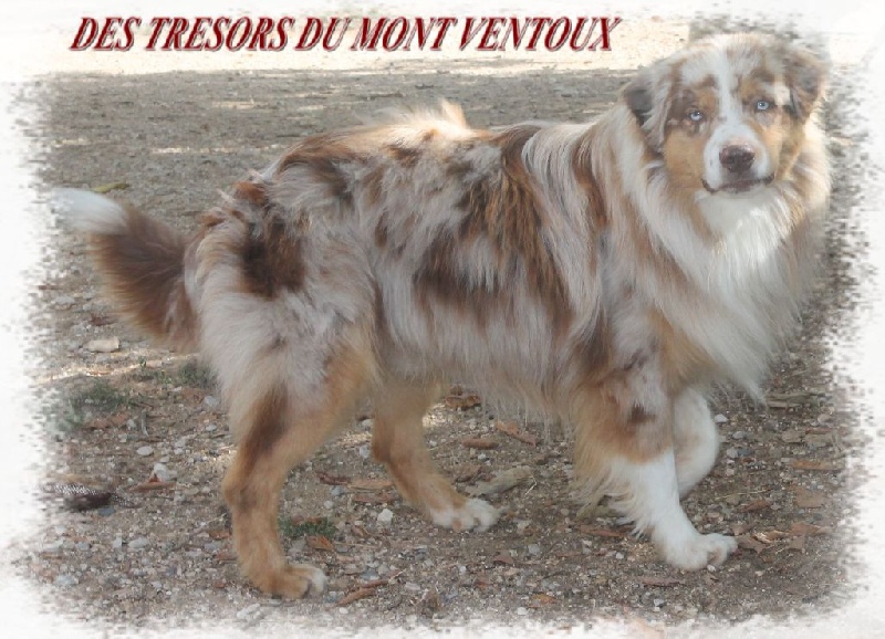 Publication : des Tresors du Mont Ventoux  Auteur : Vanessa GROSSEMY