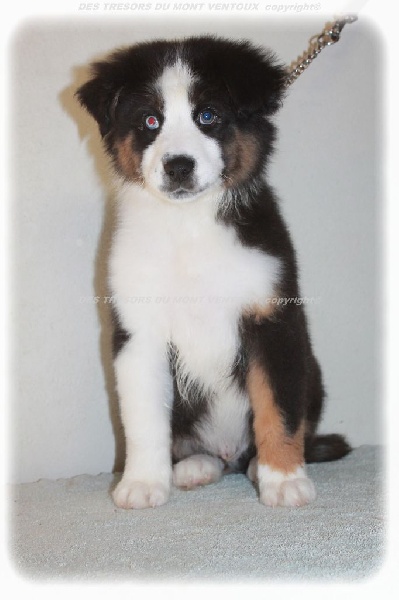 Publication : des Tresors du Mont Ventoux