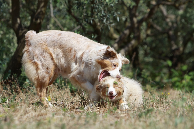 Publication : des Tresors du Mont Ventoux Auteur : VANESSA GROSSEMY