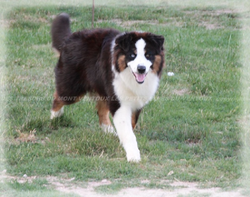 Publication : des Tresors du Mont Ventoux