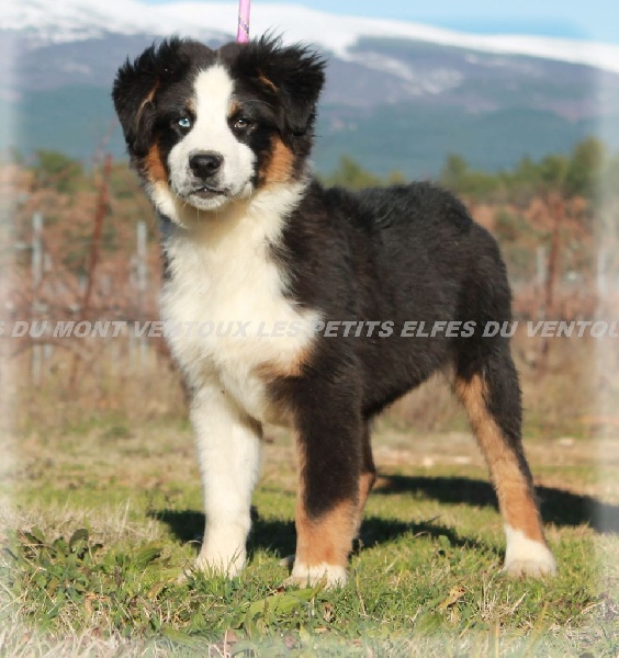 Publication : des Tresors du Mont Ventoux