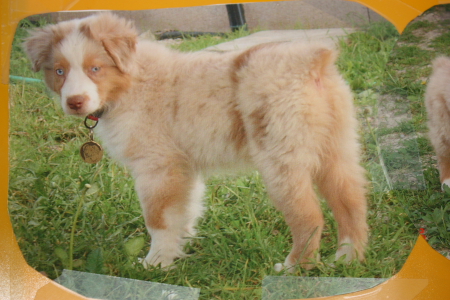 Babet dite biscotte Des doux angelots