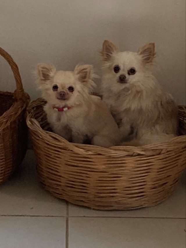 Leony precious pearl des Tresors du Mont Ventoux