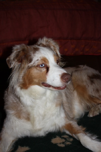 Publication : des Tresors du Mont Ventoux Auteur : VANESSA GROSSEMY