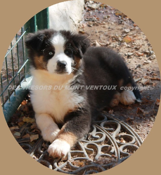 Publication : des Tresors du Mont Ventoux