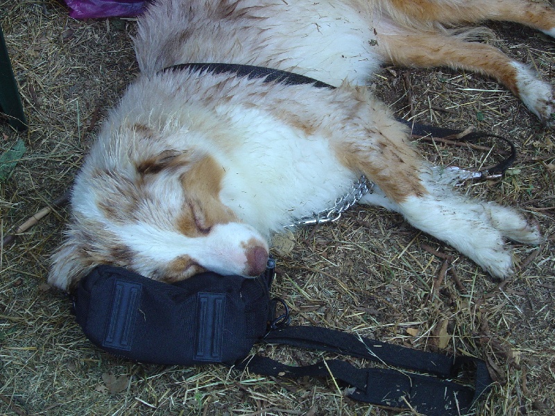 Publication : des Tresors du Mont Ventoux Auteur : VANESSA GROSSEMY