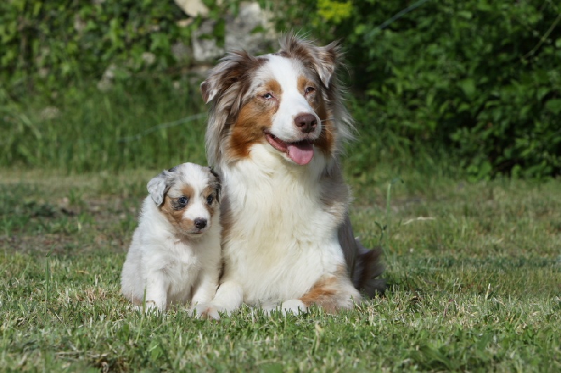 Publication : des Tresors du Mont Ventoux Auteur : VANESSA GROSSEMY