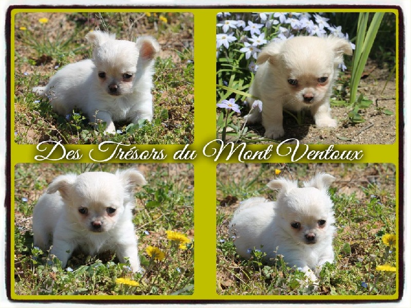 Leony precious pearl des Tresors du Mont Ventoux