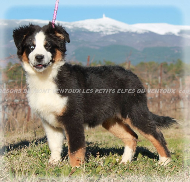 Publication : des Tresors du Mont Ventoux