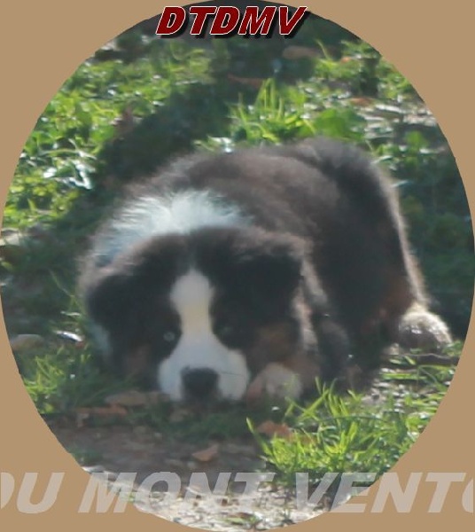 Publication : des Tresors du Mont Ventoux