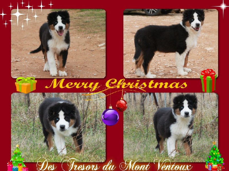 Publication : des Tresors du Mont Ventoux