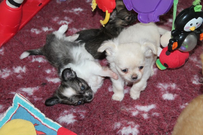 Leony precious pearl des Tresors du Mont Ventoux