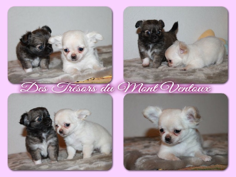 Leony precious pearl des Tresors du Mont Ventoux