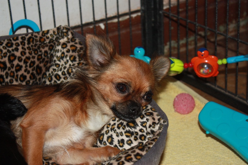 Publication : des Tresors du Mont Ventoux Auteur : VANESSA GROSSEMY