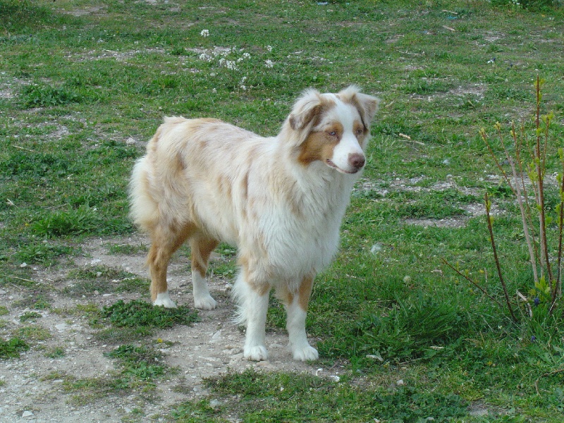 Babet dite biscotte Des doux angelots
