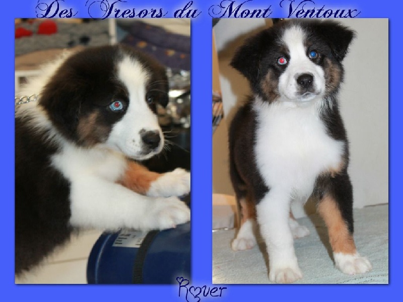 Publication : des Tresors du Mont Ventoux