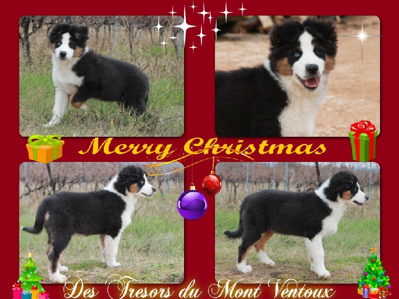 Publication : des Tresors du Mont Ventoux