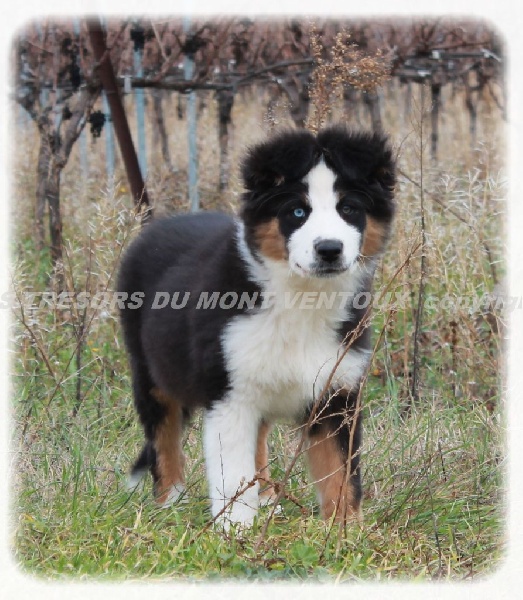 Publication : des Tresors du Mont Ventoux