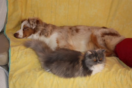 Publication : des Tresors du Mont Ventoux Auteur : VANESSA GROSSEMY