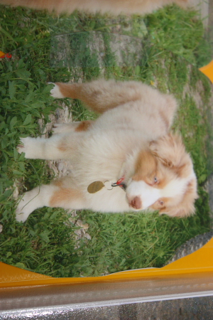 Publication : des Tresors du Mont Ventoux Auteur : VANESSA GROSSEMY