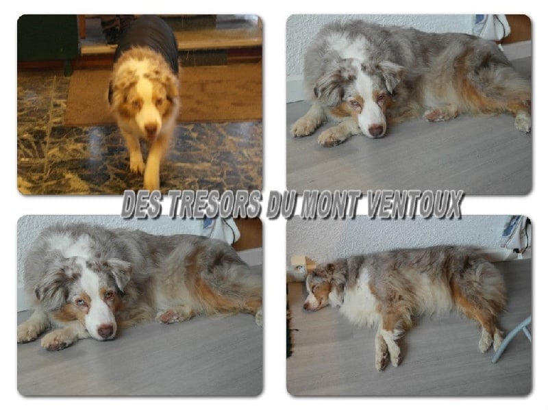 Publication : des Tresors du Mont Ventoux Auteur : VANESSA GROSSEMY