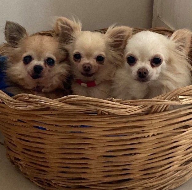 Leony precious pearl des Tresors du Mont Ventoux