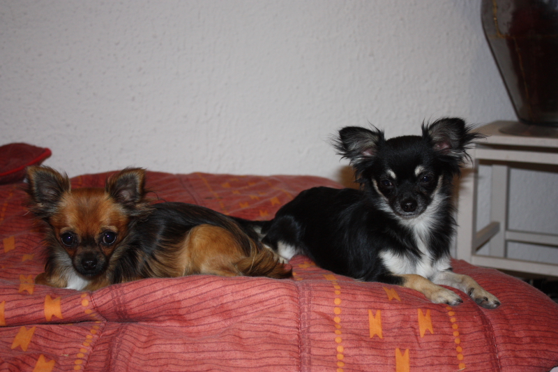 Publication : des Tresors du Mont Ventoux Auteur : VANESSA GROSSEMY