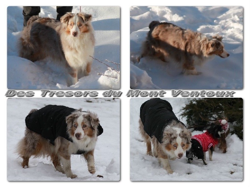 Publication : des Tresors du Mont Ventoux Auteur : VANESSA GROSSEMY