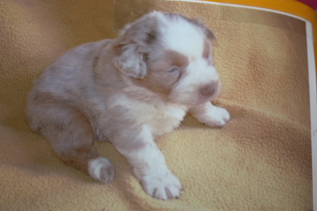 Publication : des Tresors du Mont Ventoux Auteur : VANESSA GROSSEMY