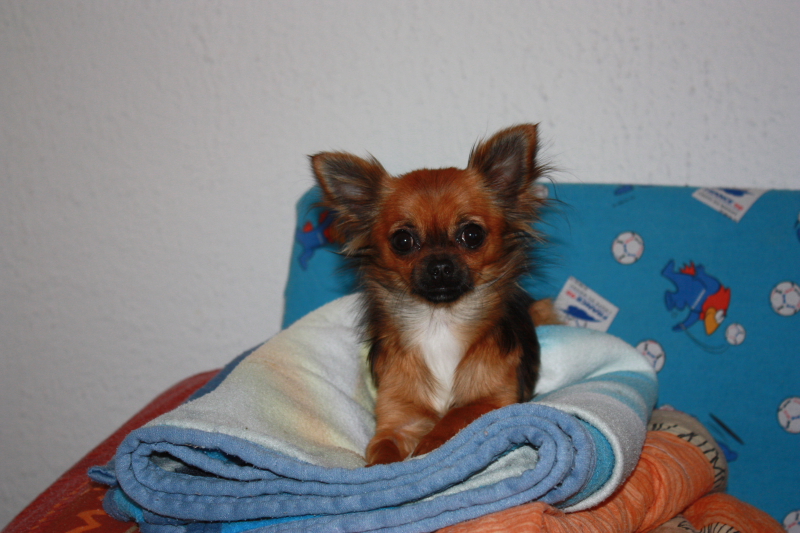 Publication : des Tresors du Mont Ventoux Auteur : VANESSA GROSSEMY