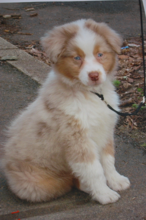 Publication : des Tresors du Mont Ventoux Auteur : VANESSA GROSSEMY